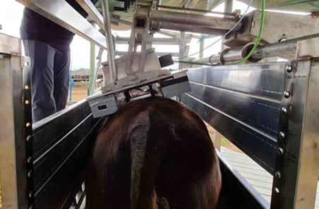 New tech emerging to measure eating quality in live animals